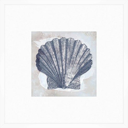 Coastal Seashell
