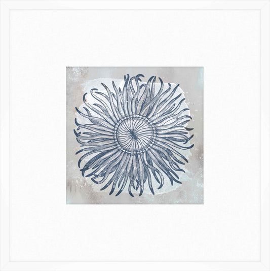 Coastal Sea Anemone
