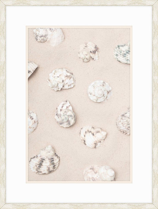 Shell collection in the Sand