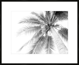 Palm Trees II