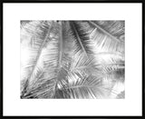 Palm Trees III