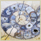 Marble Shells I