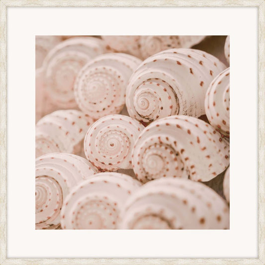Pink Shells III