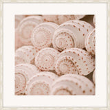 Pink Shells III