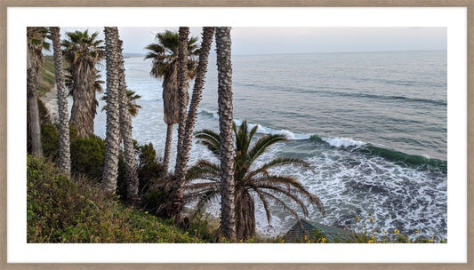 Palm View
