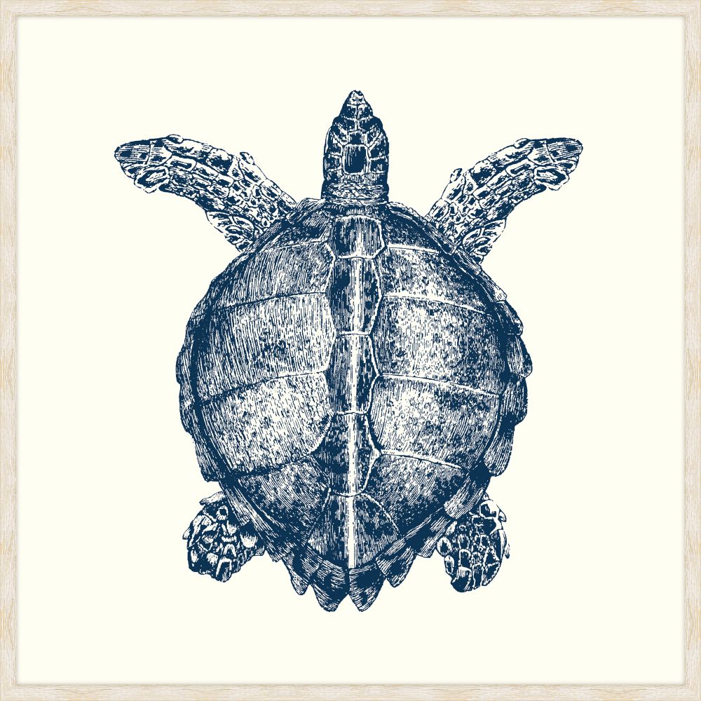 Turtle in Blue