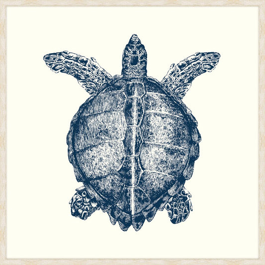 Turtle in Blue