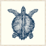 Turtle in Blue