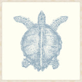 Turtle In Blue Nose