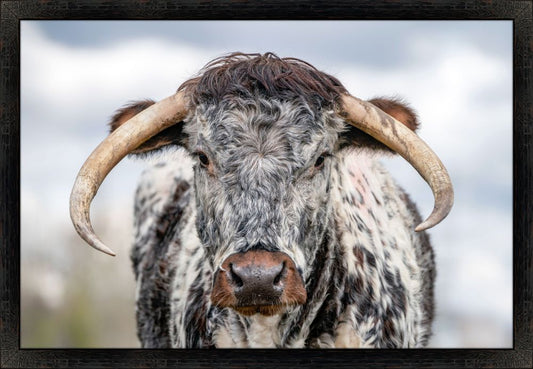 Bull with Horns
