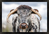 Bull with Horns