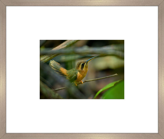 Humming Bird II