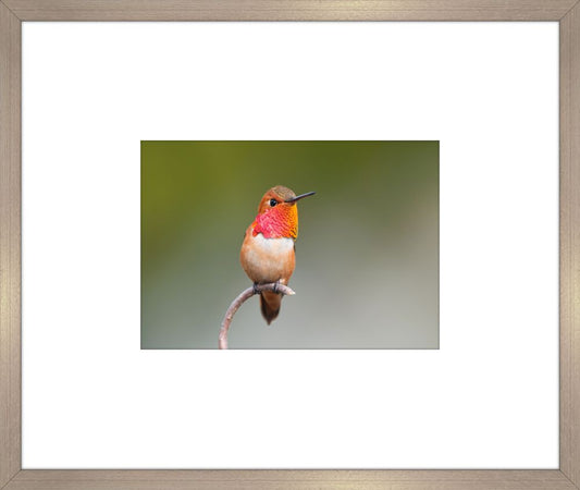 Humming Bird VI