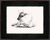 Sleeping Cow
