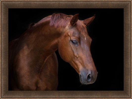 Chestnut Petite