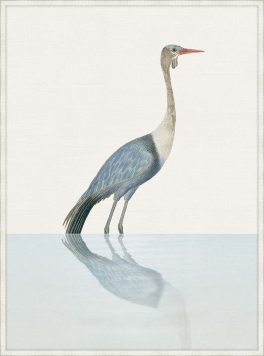 Wattled Crane