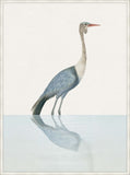 Wattled Crane