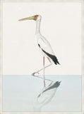 Yellow Billed Stork