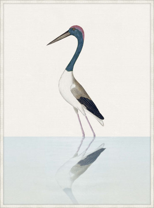 Black Necked Stork