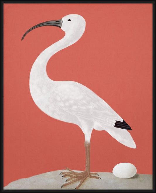 White Ibis on Coral