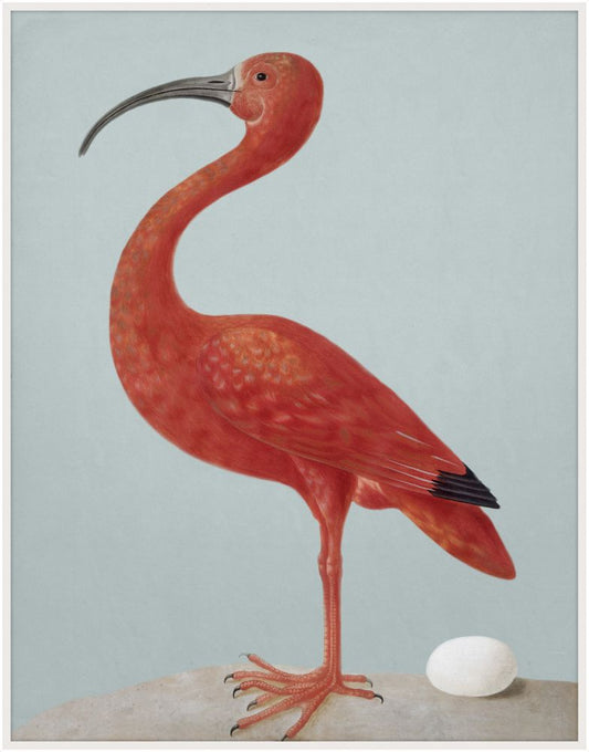 Red Scarlet Ibis with Grey Grande