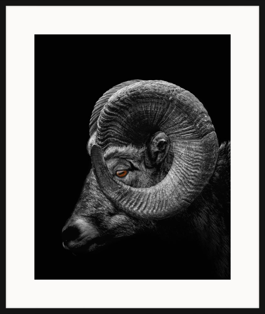 Ram