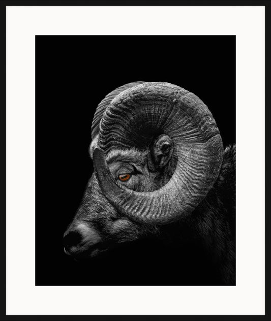 Ram