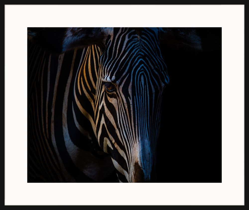 Zebra