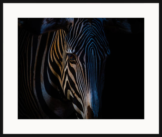 Zebra