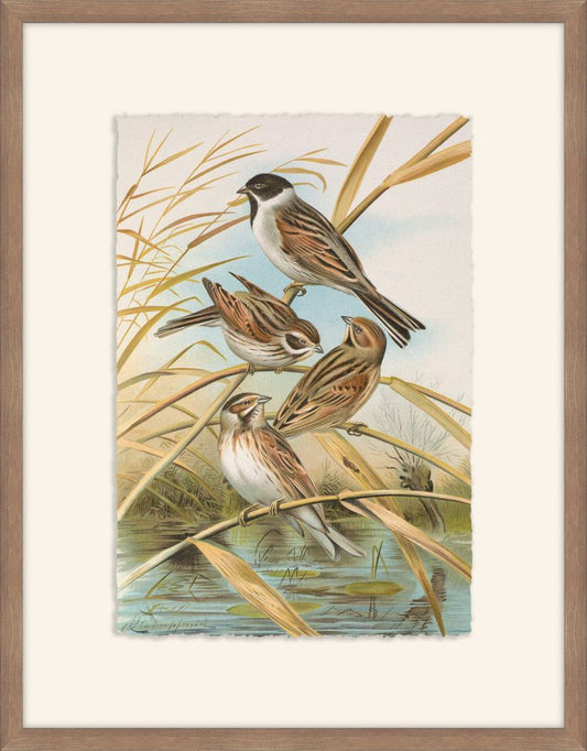 Emberiza Schoeniclus,  Johann Naumann