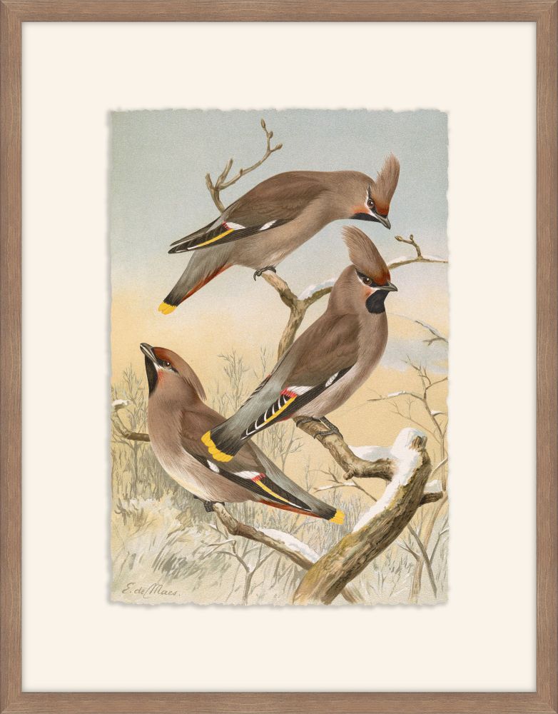 Ampelis Garrulus, Johann Naumann