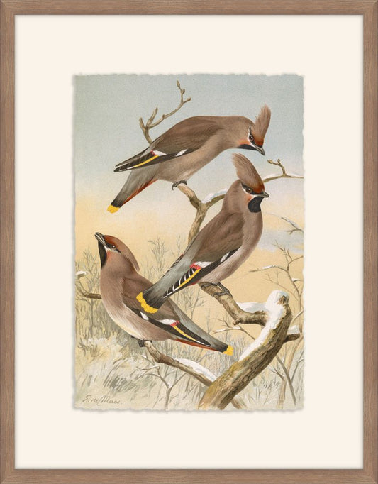 Ampelis Garrulus, Johann Naumann