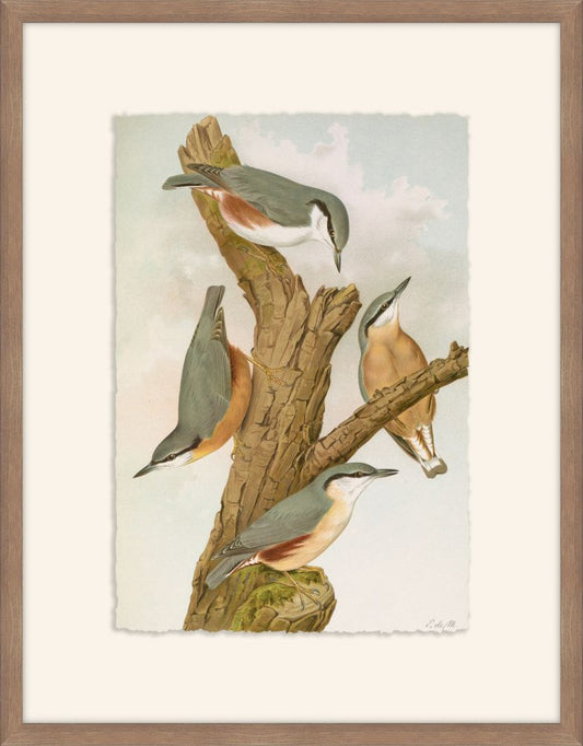 Sitta- Europaea -Caesia, Johann Naumann