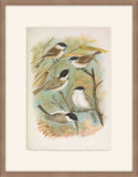 Parus Salicariius  Johann Naumann