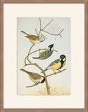 Parus Mitratus  Johann Naumann