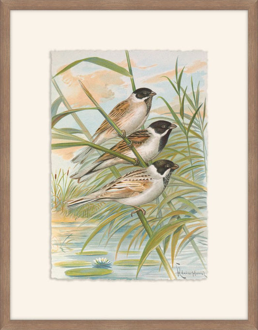 Emberiza Intermedia, Johann Naumann