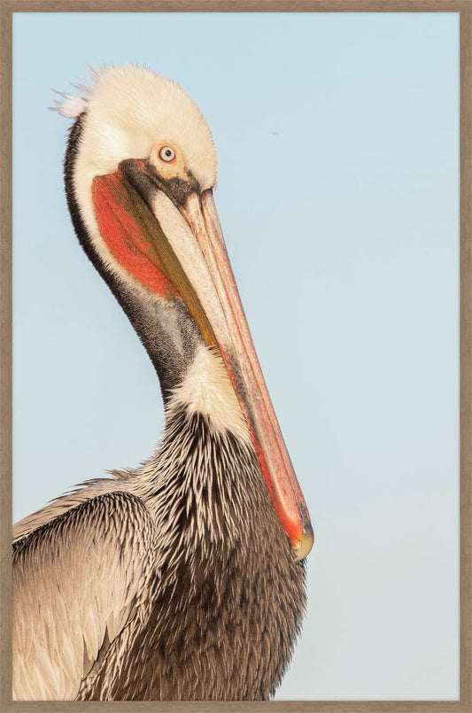 Pelican Brief I