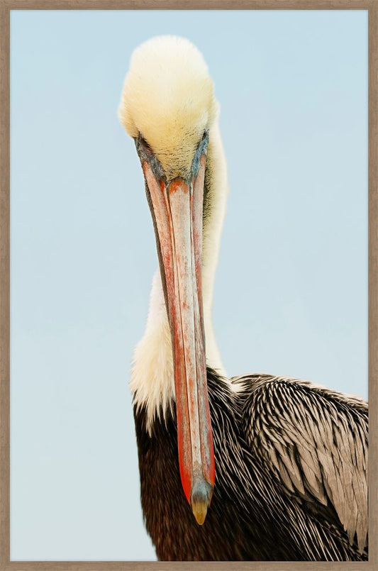 Pelican Brief II