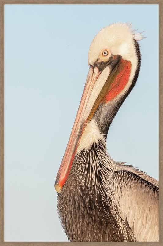 Pelican Brief III