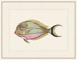 Renard Poisson X