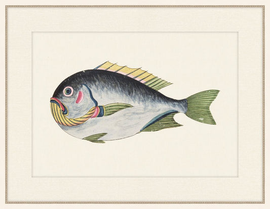 Renard Poisson XIII