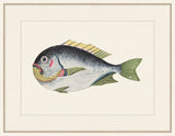 Renard Poisson XIII