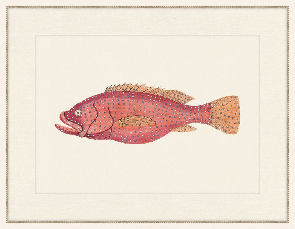 Renard Poisson XIVI