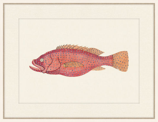 Renard Poisson XIVI