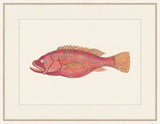 Renard Poisson XIVI