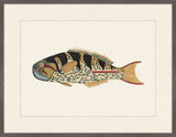 Renard Poisson on Black I