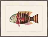 Renard Poisson on Black III