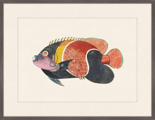 Renard Poisson on Black IV