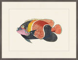 Renard Poisson on Black IV