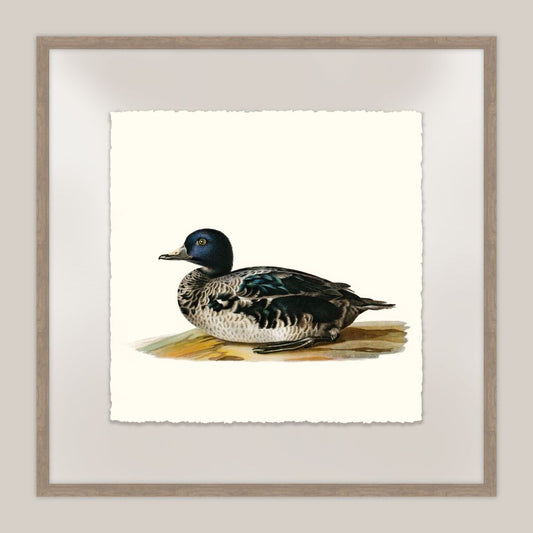 Duck I